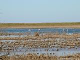 Parco della Camargue Immagine 120